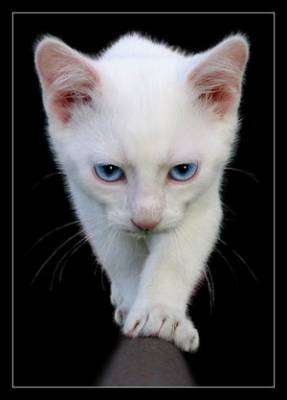 miaooooooooooooooooo!!